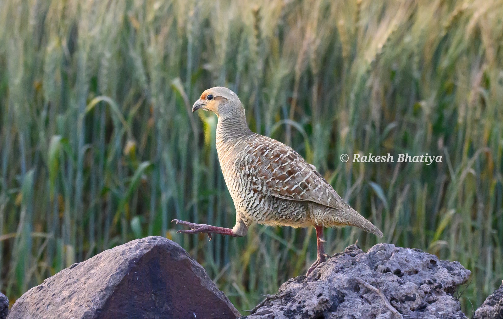 Grey Francolin